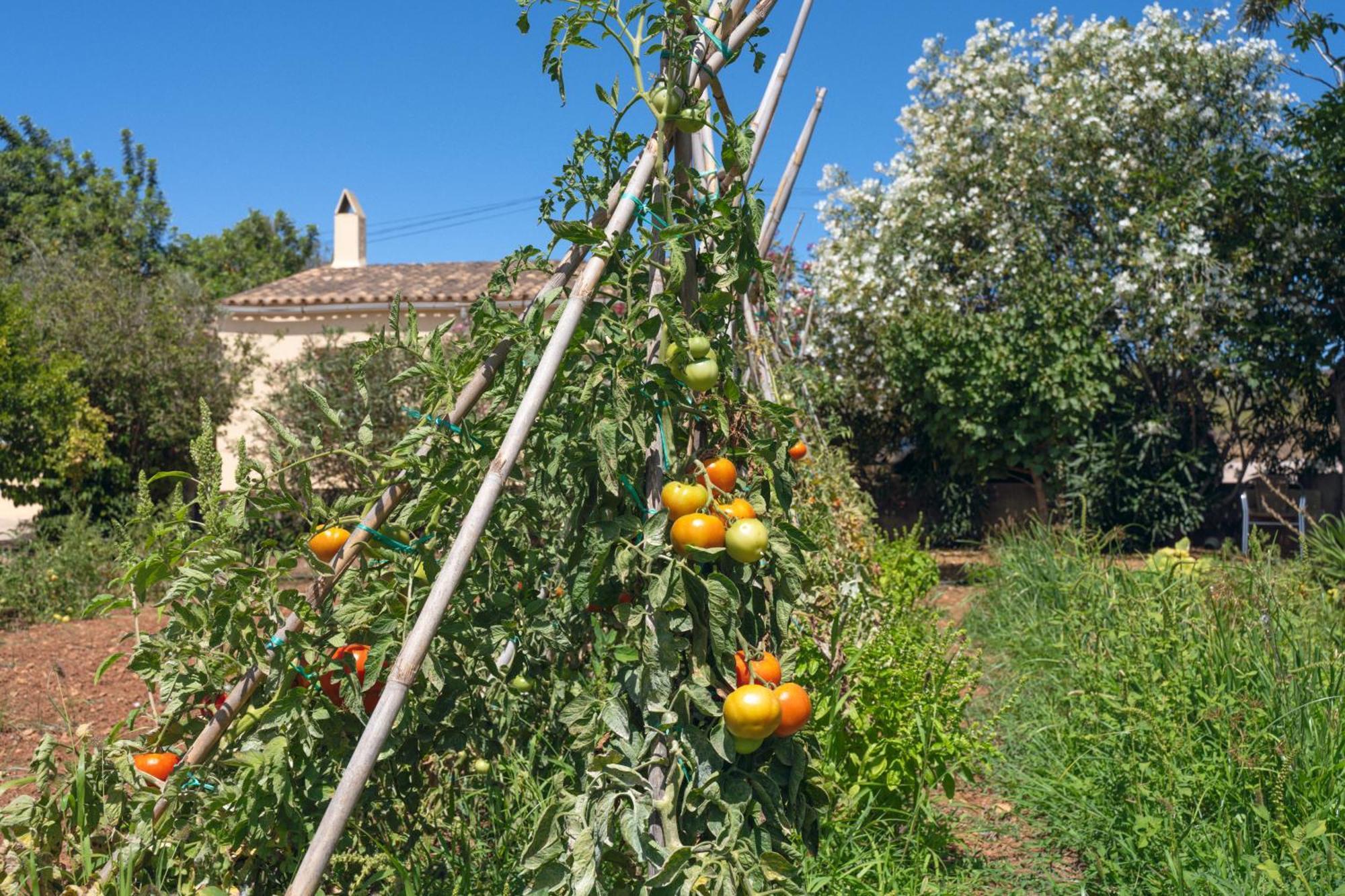 Finca Es Baladre Capdepera  Exteriör bild